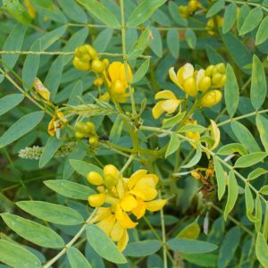 Full Spectrum Senna Extract (70% Sennocide B) Bulk Powder (100g-1kg)