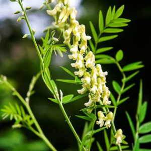 Ku Shen Extract (Sophora flavescens) Bulk Powder (100g-1kg)